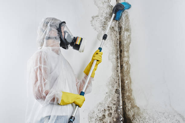 Best Asbestos and Lead Testing During Mold Inspection in Dwight, IL