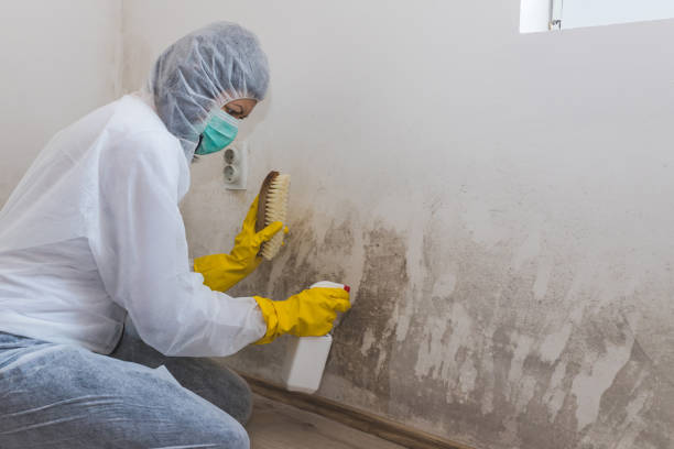 Best Comprehensive Air Testing for Mold Contaminants in Dwight, IL